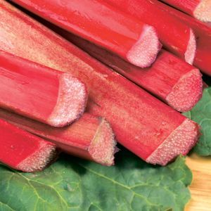 Chipmans Canada Red Rhubarb (Rheum chipmans 'Chipmans Canada Red') - 1 gallon -Ship Only
