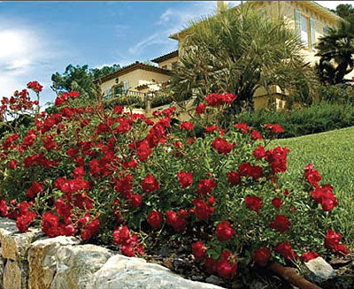 Red Drift® Rose (Rosa 'Drift Meigalpio') - 2 gallon -Ship Only