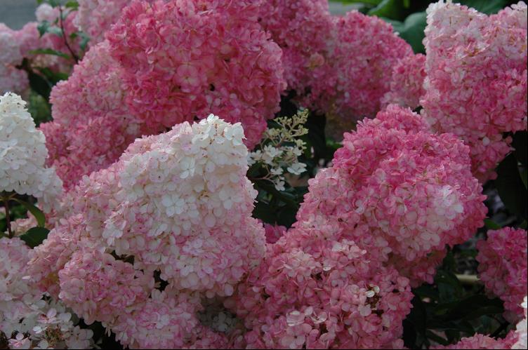 Vanilla Strawberry™ Hydrangea (Hydrangea paniculata 'Renhy') - QT -Ship Only