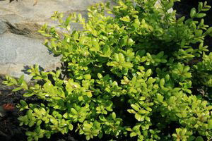 Drops of Gold Japanese Holly (Ilex crenata 'Drops of Gold') - 3 gallon 15" -Ship Only