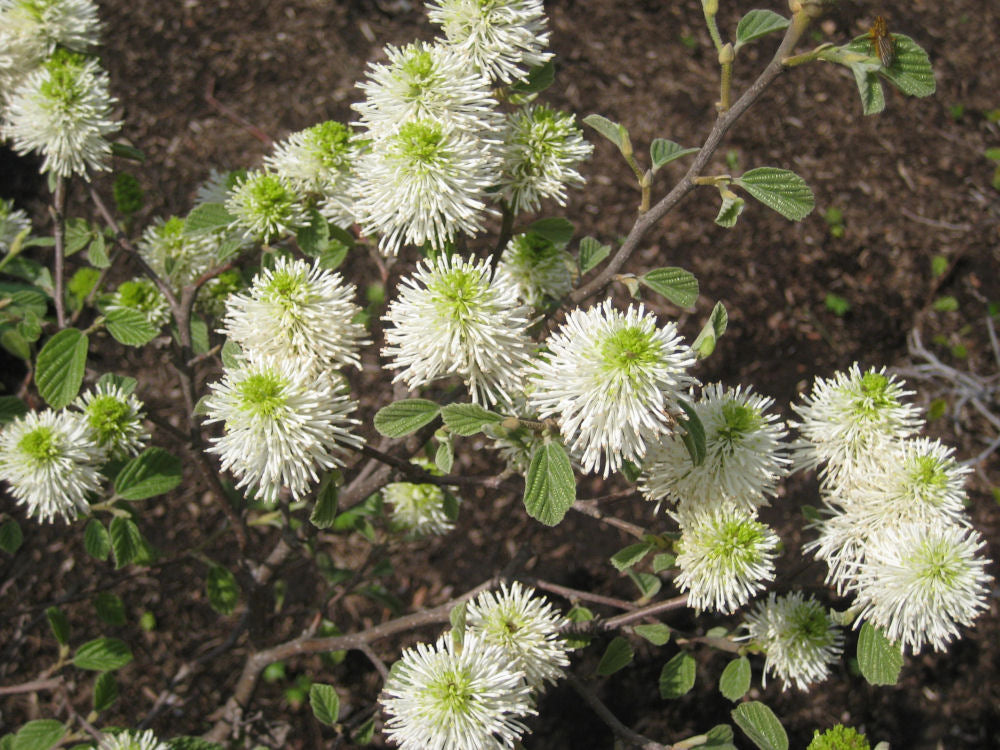 Dwarf Fothergilla (Fothergilla gardenii) - 2 gallon -Ship Only