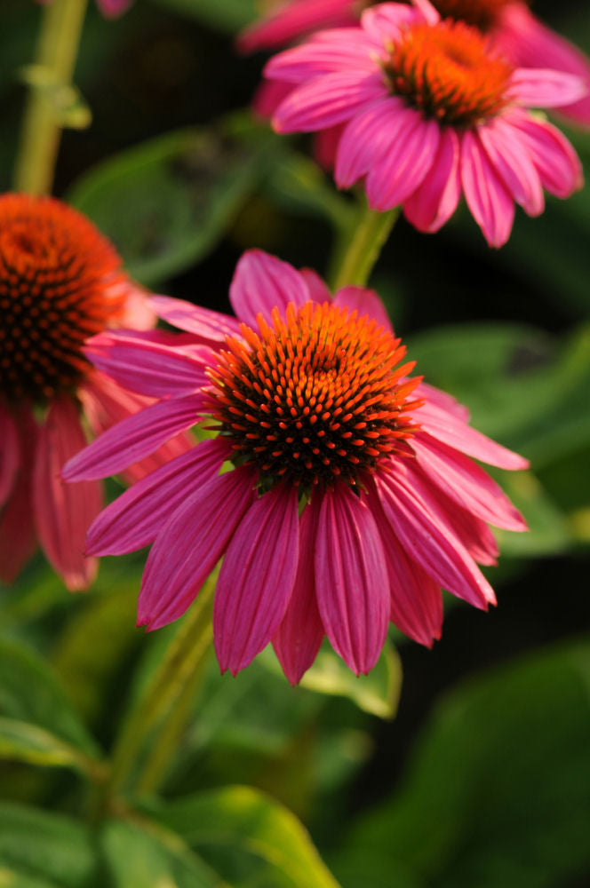 Powwow Wild Berry Coneflower (Echinacea purpurea 'PowWow Wild Berry') - half gallon -Ship Only