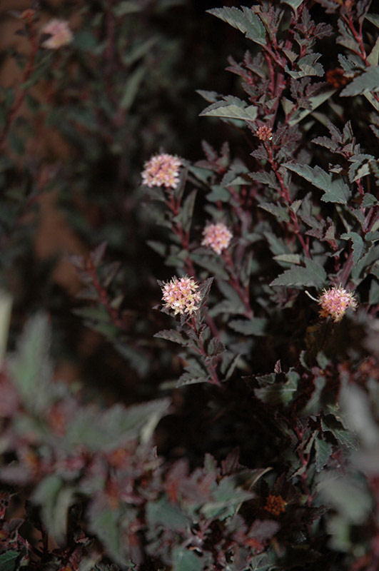 Little Devil™ Ninebark (Physocarpus opulifolius 'Donna May') - 3 gallon 15" -Ship Only