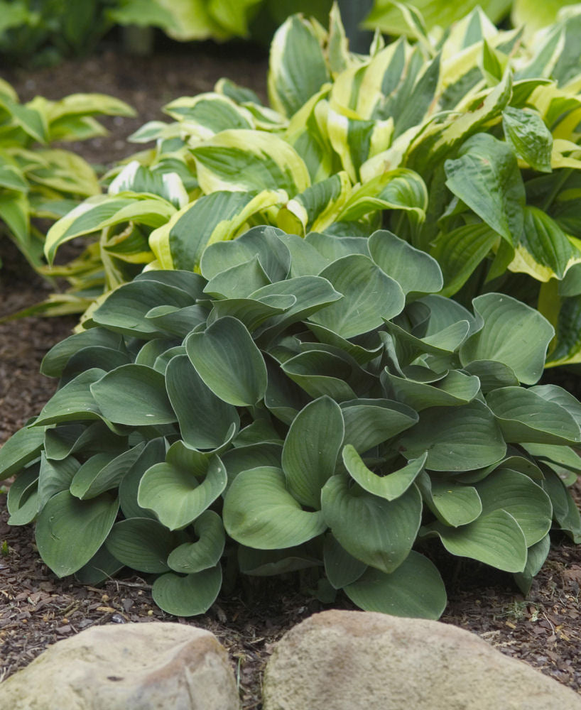 Blue Mouse Ears Plantain Lily (Hosta blue 'Blue Mouse Ears') - 1 gallon -Ship Only