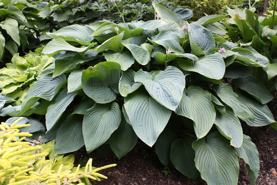 Shadowland® 'Empress Wu' Hosta (Hosta empress 'Empress Wu') - 1 gallon -Ship Only