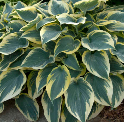 First Frost Plantain Lily (Hosta first 'First Frost') - 1 gallon -Ship Only