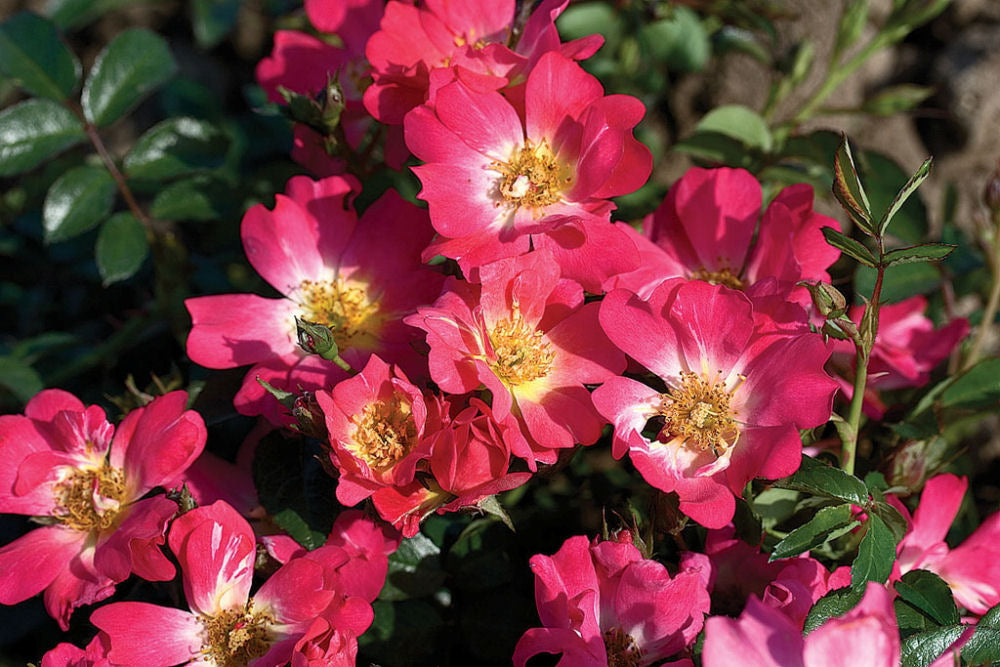 Pink Drift® Rose (Rosa 'Drift Meijocos') - 1 gallon -Ship Only
