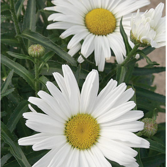 Amazing Daisies® Daisy May® Shasta Daisy (Leucanthemum x superbum 'Daisy May') - 1 gallon -Ship Only