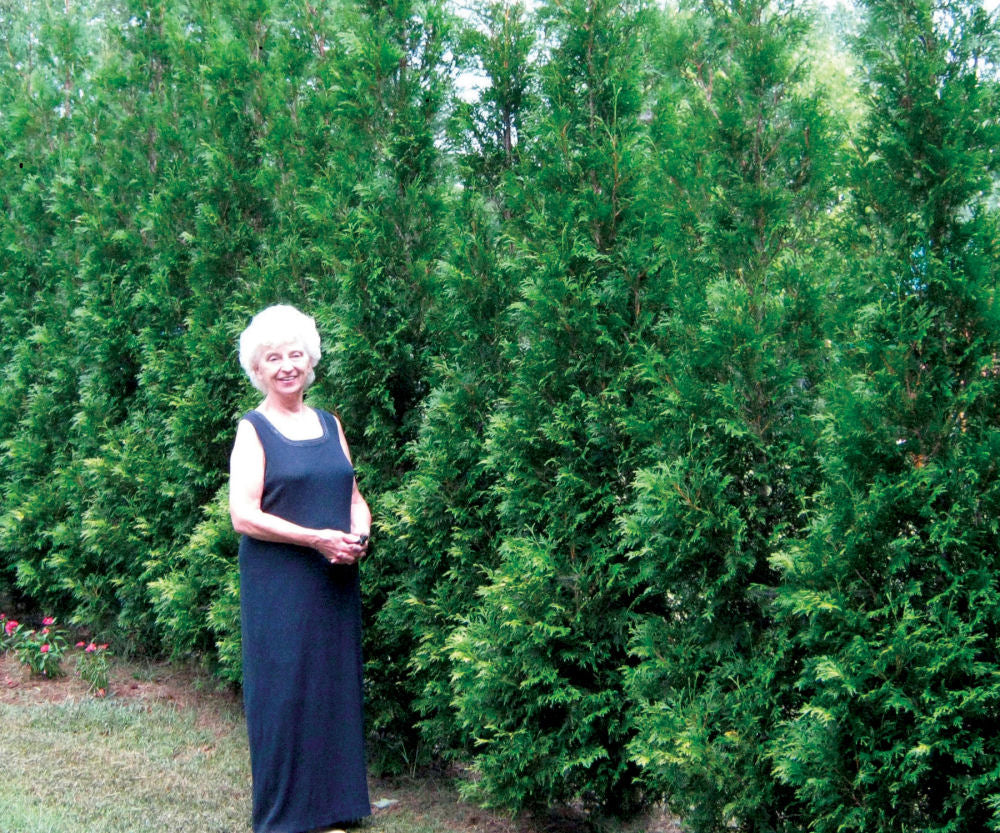 Full Speed A Hedge® American Pillar Arborvitae (Thuja occidentalis 'American Pillar') - 3 gallon 42" -Ship Only