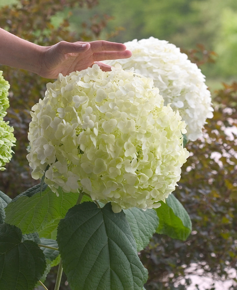 Incrediball® Smooth Hydrangea (Hydrangea arborescens 'Abetwo') - QT -Ship Only
