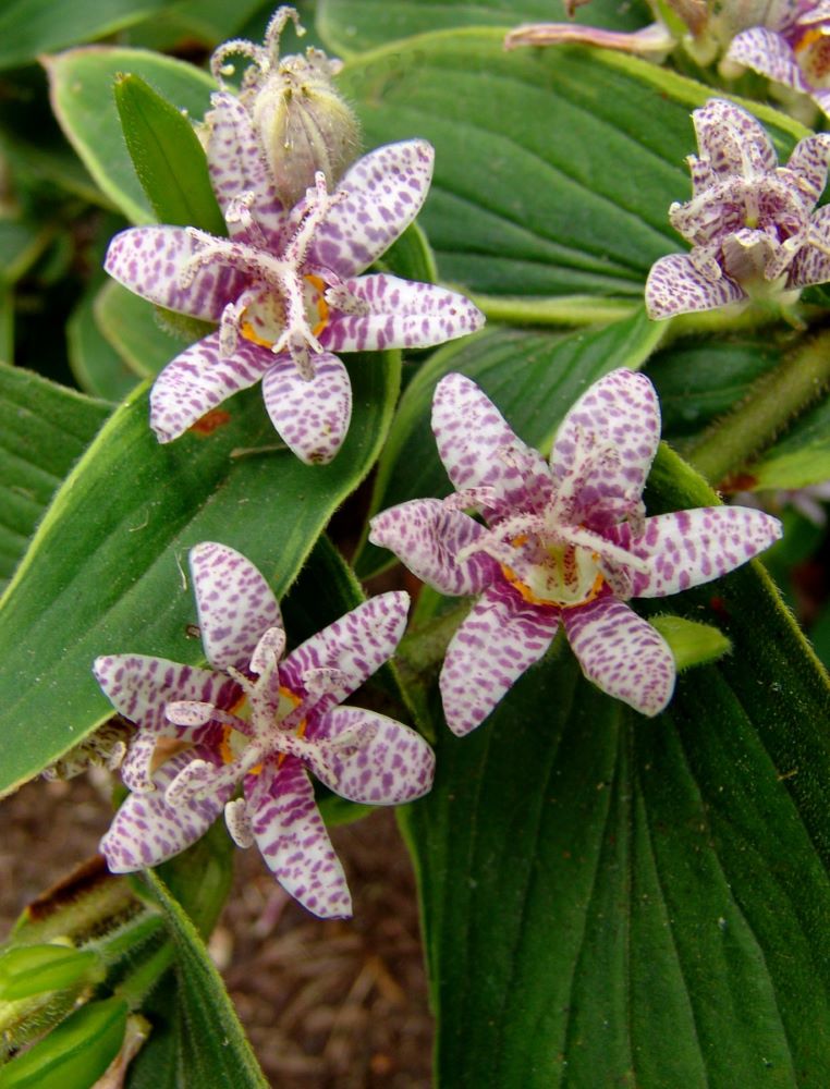 Toad Lily (Tricyrtis formosana 'Samurai') - 1 gallon -Ship Only