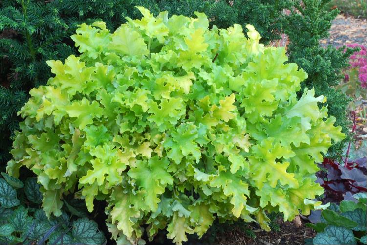Lime Marmalade Coral Bells (Heuchera lime 'Marmalade') - 1 gallon -Ship Only