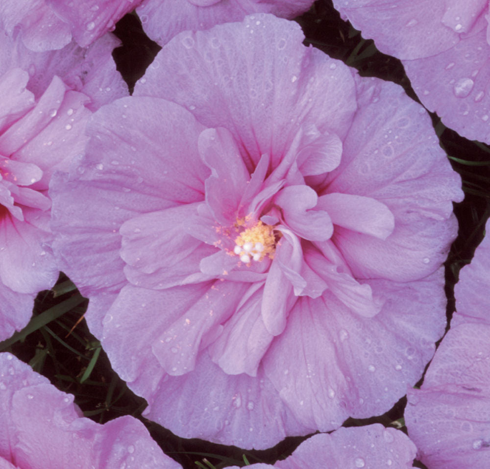 Lavender Chiffon® Rose of Sharon (Hibiscus syriacus 'Notwoodone') - 1 gallon 18" -Ship Only