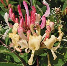 Peaches and Cream Honeysuckle (Lonicera periclymenum 'Inov 86') - 3 gallon -Ship Only