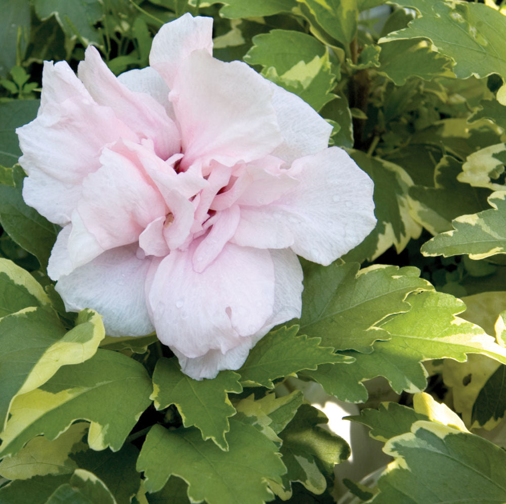 Sugar Tip® Rose of Sharon (Hibiscus syriacus 'America Irene Scott') - 1 gallon 18" -Ship Only