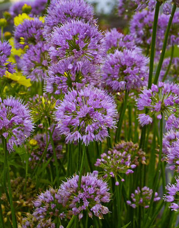 Millenium Ornamental Onion (Allium millenium 'Millenium') - 1 gallon -Ship Only