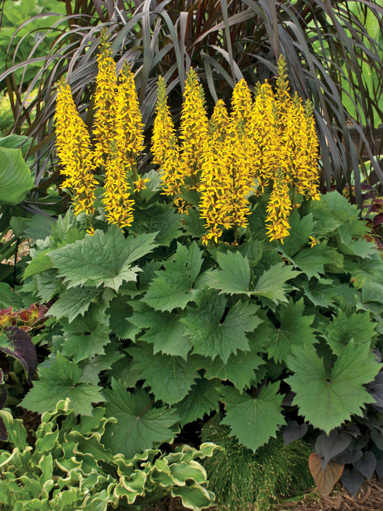 'Bottle Rocket' Ligularia (Ligularia 'Bottle Rocket') - 2 gallon -Ship Only