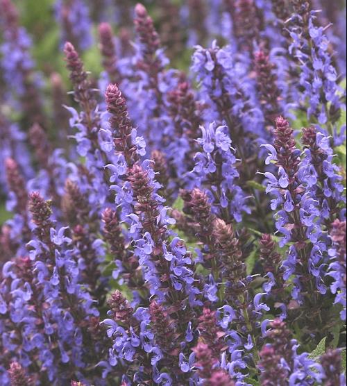 Sensation® Sky Blue Meadow Sage (Salvia nemerosa 'Sensation Sky Blue') - 1 gallon -Ship Only