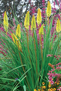 Pineapple Popsicle Dwarf Poker (Kniphofia pineapple 'Pineapple Popsicle') - 1 gallon -Ship Only