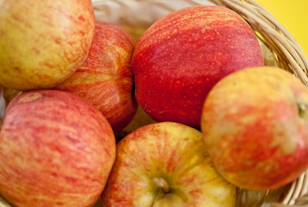 Gala Apple (Malus 'Fruit Gala') - 5 gallon 60" -Ship Only