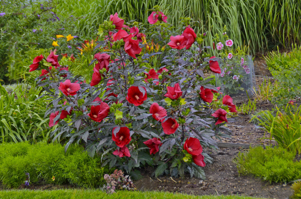 Midnight Marvel Rose Mallow (Hibiscus moscheutos 'Midnight Marvel') - 1 gallon -Ship Only