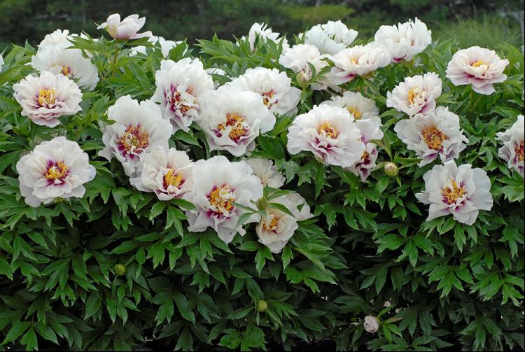 Cora Louise Itoh Peony (Paeonia x 'Cora Louise') - 2 gallon -Ship Only