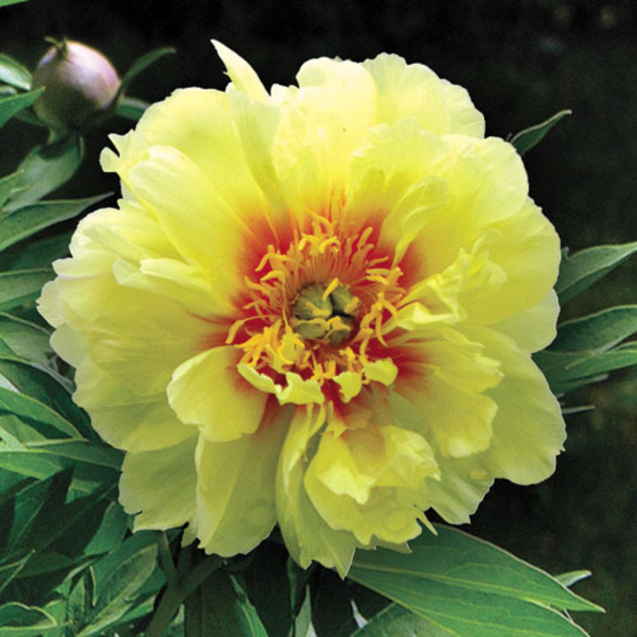 Bartzella Itoh Peony (Paeonia x 'Bartzella') - 2 gallon -Ship Only