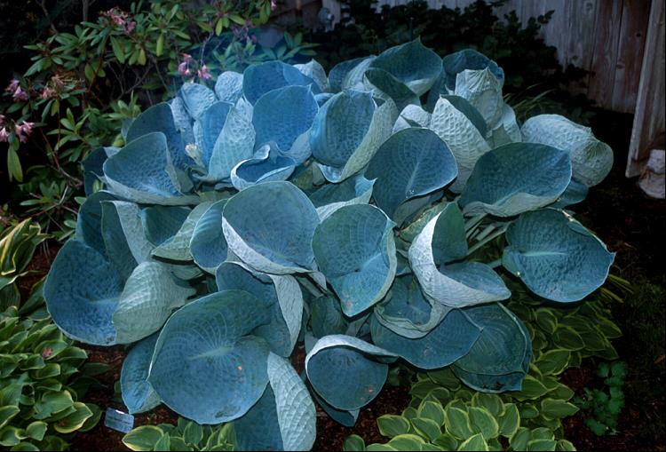 Abiqua Drinking Gourd Hosta (Hosta abiqua 'Drinking Gourd') - 1 gallon -Ship Only