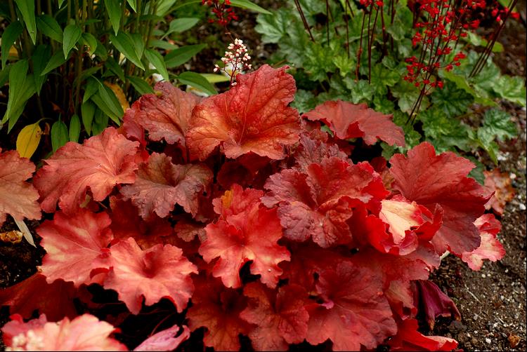 Rio Coral Bells (Heuchera 'Rio') - 1 gallon -Ship Only
