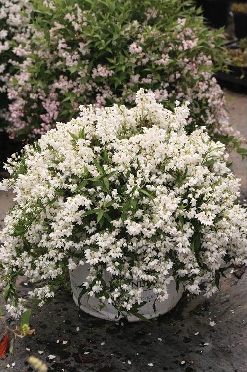 Yuki Snowflake® Deutzia (Deutzia yuki 'Snowflake') - 2 gallon 12" -Ship Only