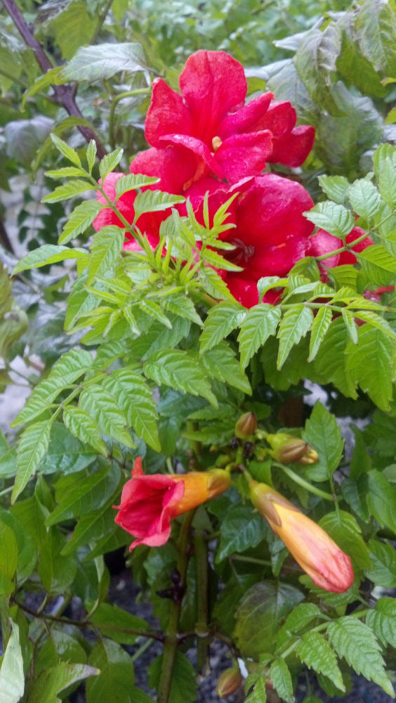 Summer Jazz™ Fire Trumpet Vine (Campsis 'Summer Takaruzuka Fresa') - 2 gallon -Ship Only