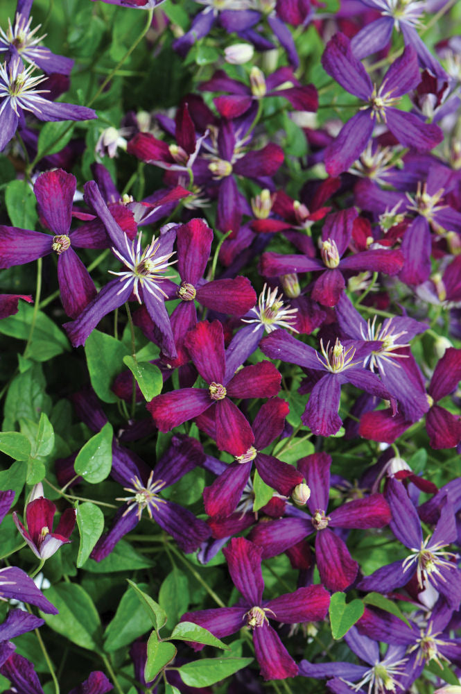 'Sweet Summer Love' Clematis (Clematis 'Sweet Summer Love') - QT -Ship Only