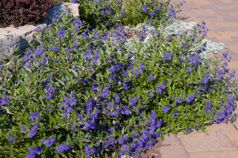 First Editions® Sapphire Surf™ Bluebeard (Caryopteris x clandonensis 'Blauer Splatz') - 2 gallon -Ship Only