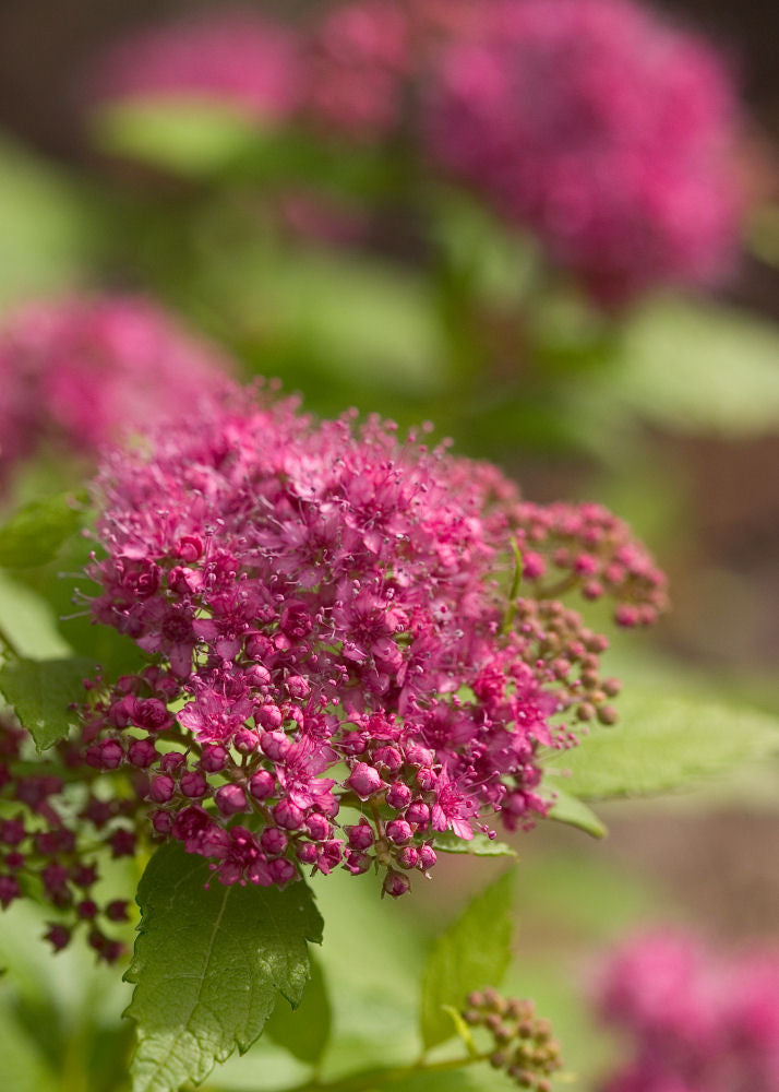 Double Play® Gold Spirea (Spiraea japonica 'Yan') - 2 gallon 10" -Ship Only