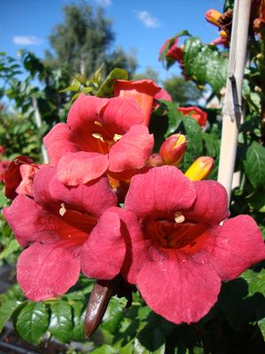 First Editions® Atomic Red™ Trumpet Vine (Campsis radicans 'Atomic Red') - 2 gallon -Ship Only