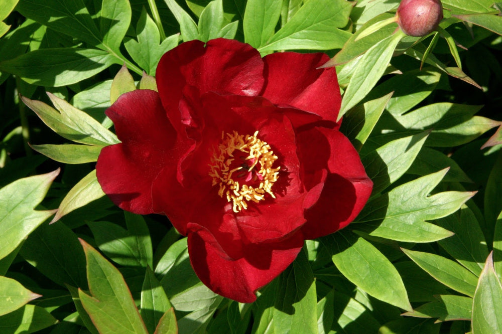 Scarlet Heaven Itoh Peony (Paeonia 'I Scarlet Heaven (Scarlet)') - 2 gallon -Ship Only