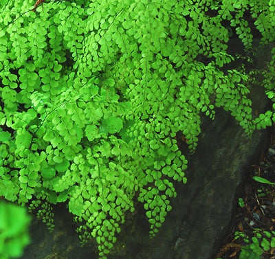 Himalayan Maidenhair Fern (Adiantum 'Himalayan Maidenhair') - 1 gallon -Ship Only