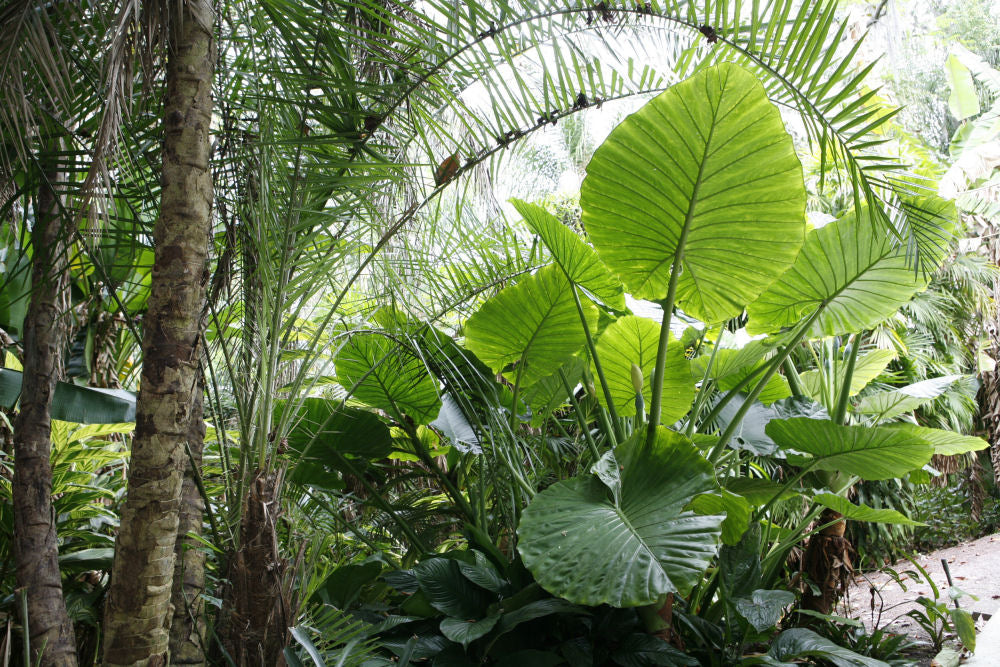 Persian Palm (Alocasia calidora) - 1 gallon -Ship Only
