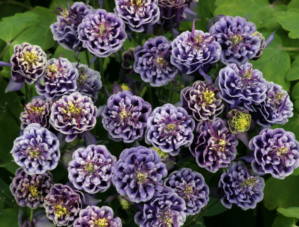 Winky Double Blue & White Columbine (Aquilegia 'Winky Dbl Dark Blue & White') - 1 gallon -Ship Only