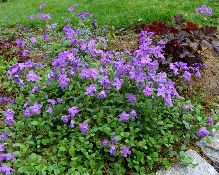 Sherwood Purple Creeping Phlox (Phlox stolonifera 'Sherwood Purple') - 1 gallon -Ship Only