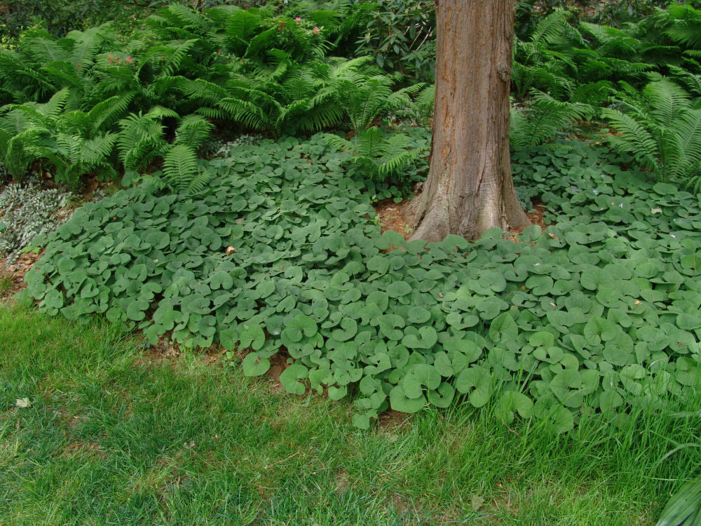 Canada Wild Ginger (Asarum canadense) - 1 gallon -Ship Only