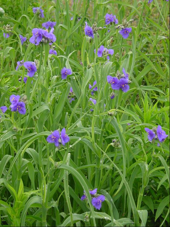 Spiderwort (Tradescantia ohiensis) - 1 gallon -Ship Only