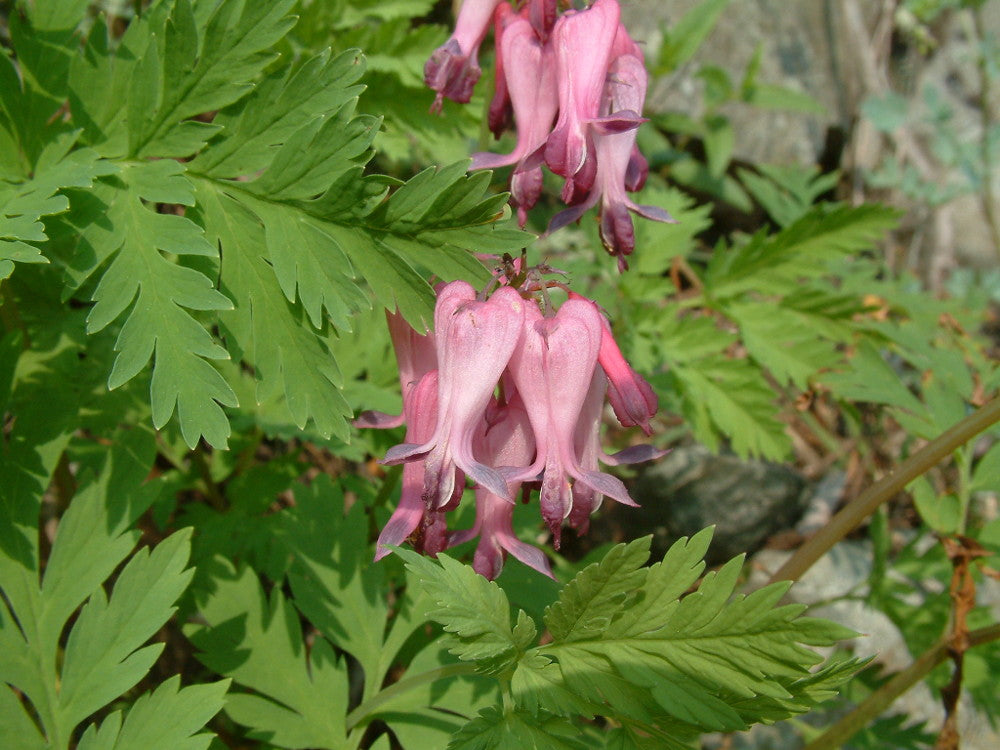 Fringed Bleeding Heart (Dicentra eximia) - 1 gallon -Ship Only