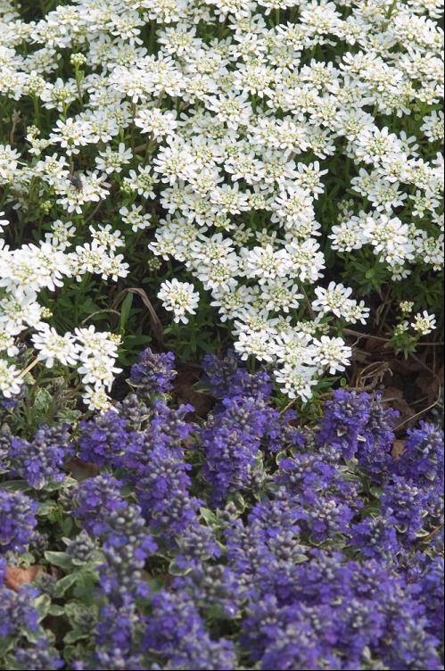 Alexander’s White Candytuft (Iberis sempervirens 'Alexanders White') - 1 gallon -Ship Only