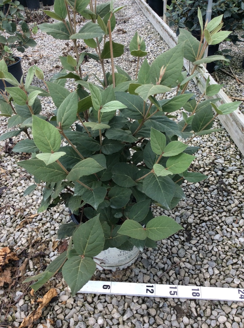 Spice Girl® Korean Spice Viburnum (Viburnum carlesii 'Spice Girl') - 3 gallon 18" -Ship Only