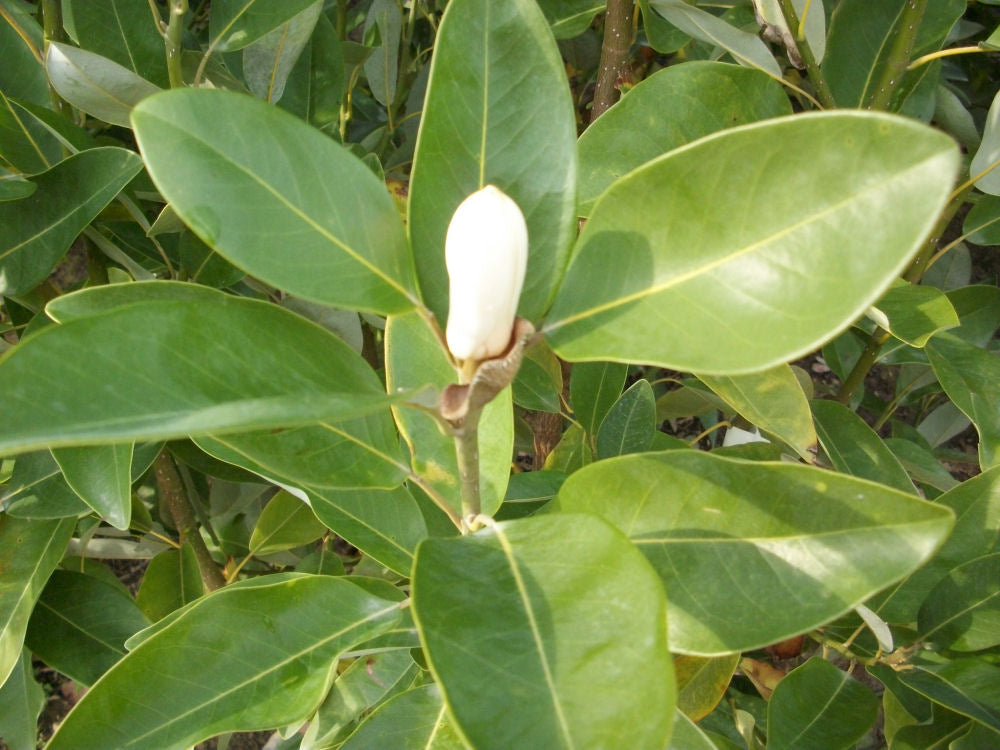 Moonglow® Sweetbay Magnolia (Magnolia virginiana 'Jim Wilson') - 3 gallon 36" -Ship Only