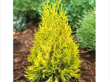 Forever Goldy Arborvitae (Thuja plicata '4Ever Goldy') - 3 gallon 15" -Ship Only