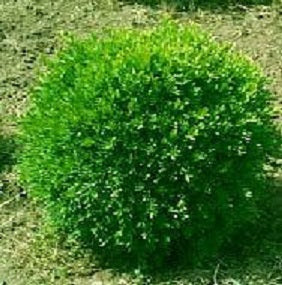 Franklin's Gem Boxwood (Buxus microphylla 'Franklin's Gem') - 2 gallon 10" -Ship Only