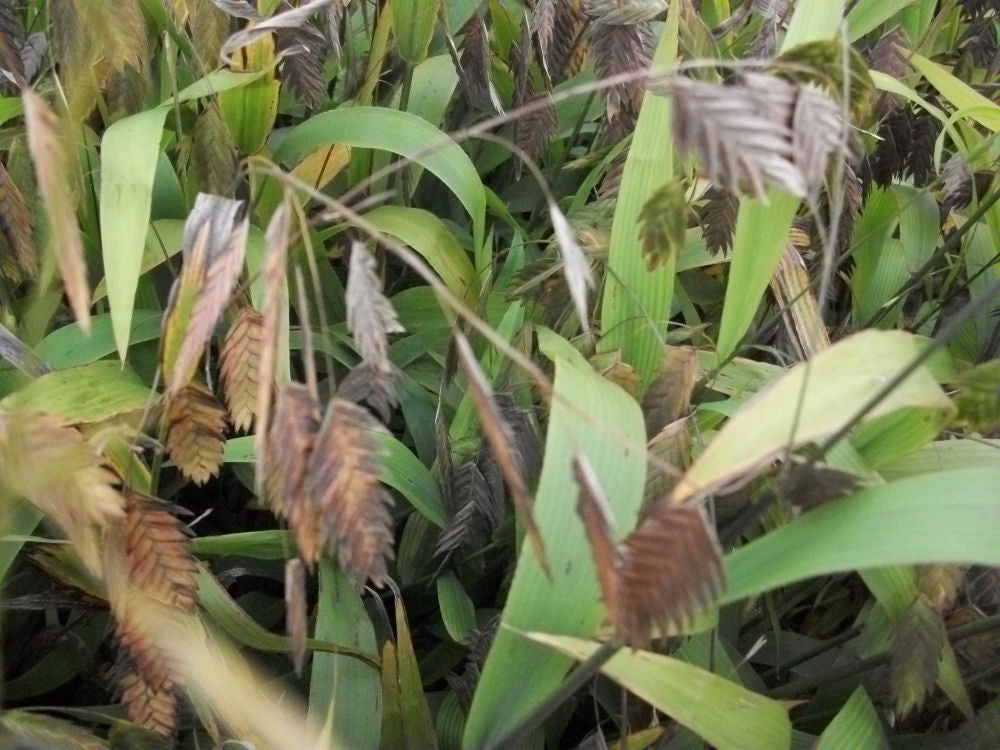 Northern Sea Oats (Chasmanthium latifolium 'Chas. Latifolium') - 1 gallon -Ship Only