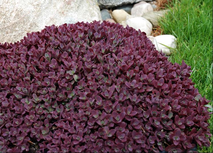 SunSparkler® Sedum Firecracker  (Sedum firecracker) - 1 gallon -Ship Only